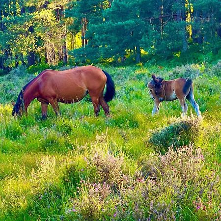 Jungle Lodge Lymington Εξωτερικό φωτογραφία