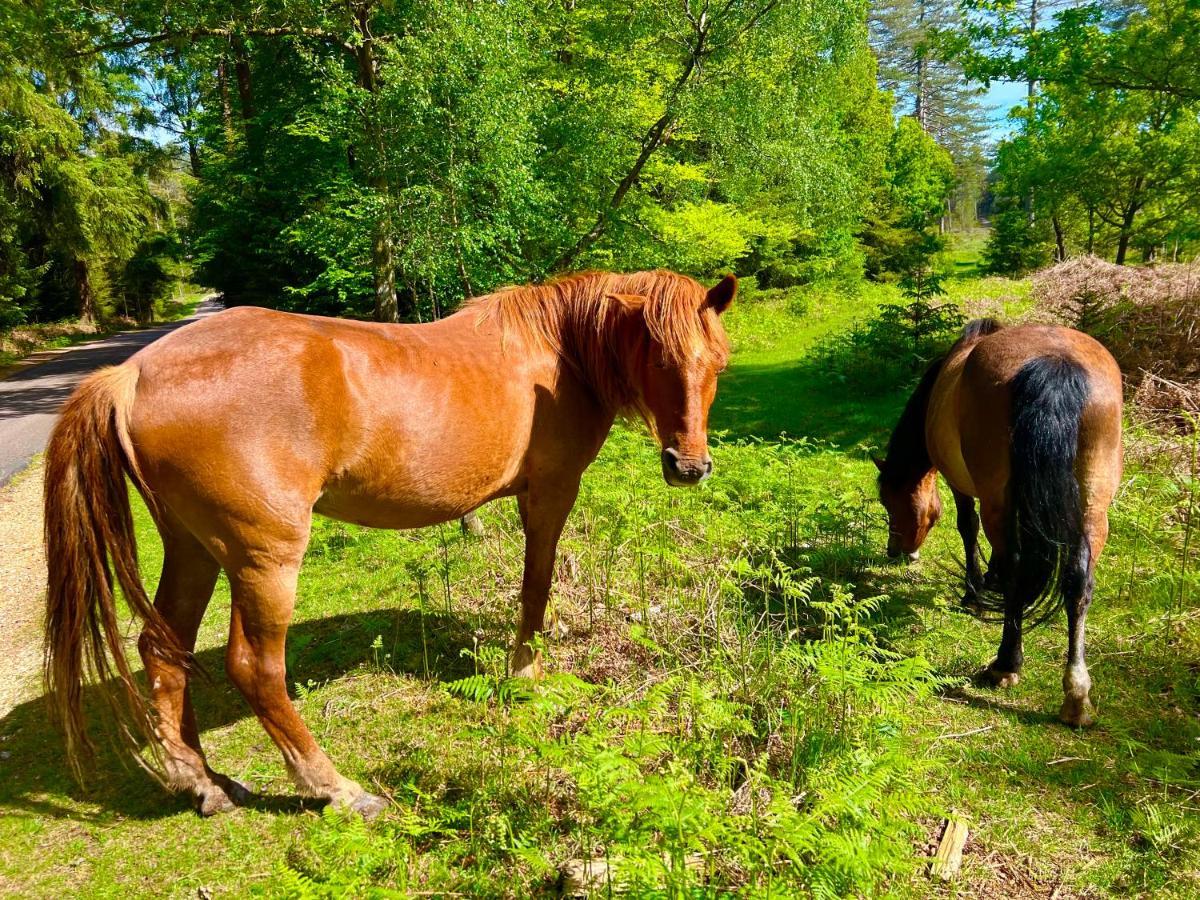 Jungle Lodge Lymington Εξωτερικό φωτογραφία