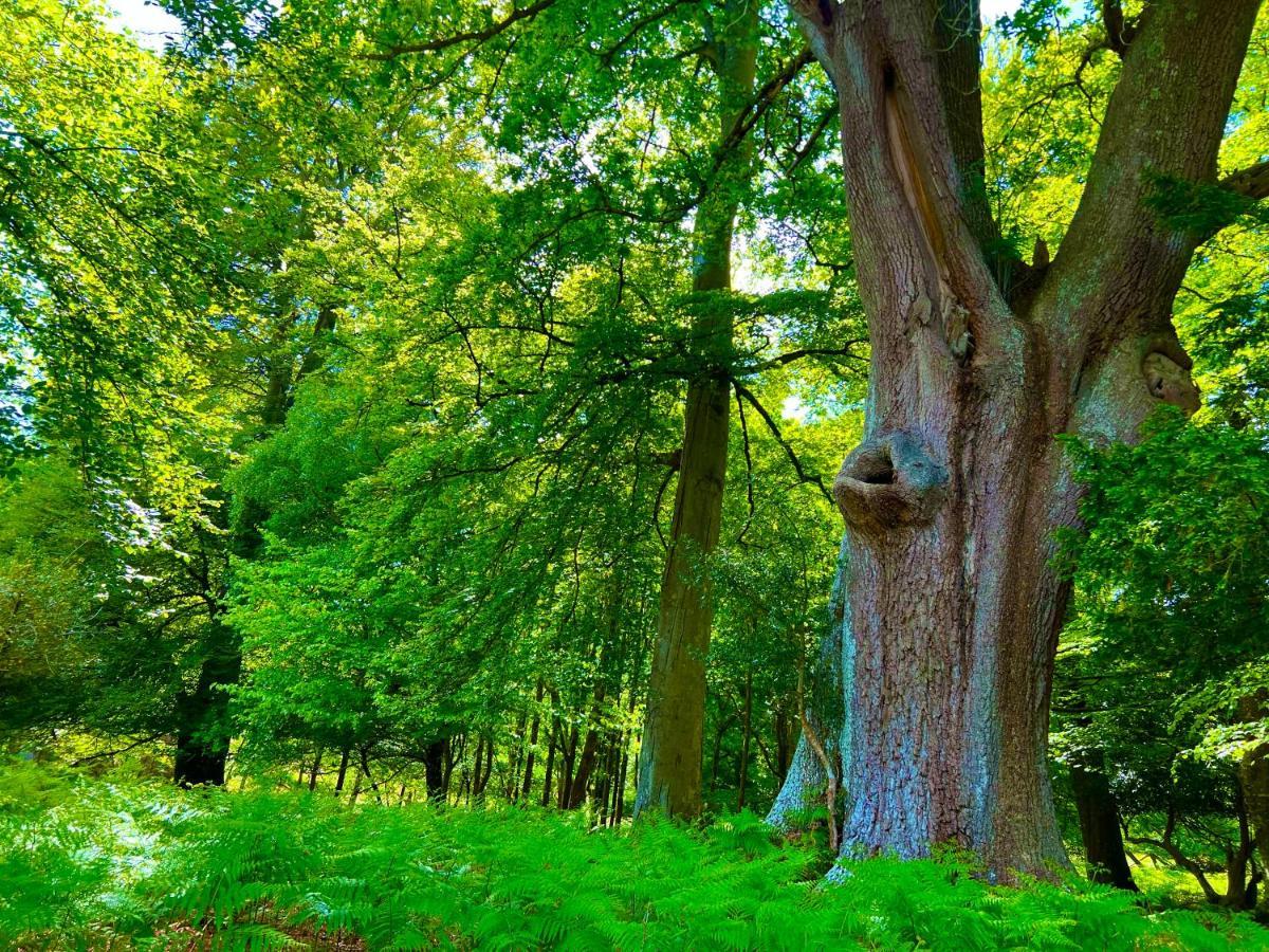 Jungle Lodge Lymington Εξωτερικό φωτογραφία